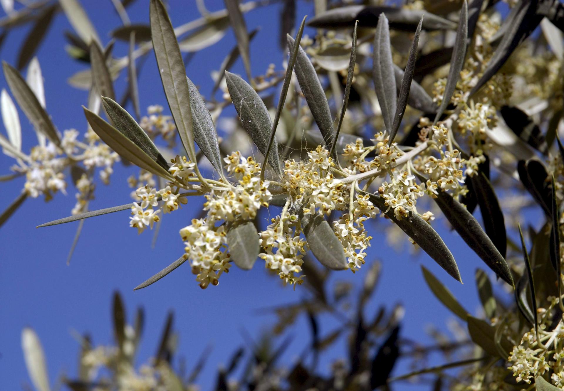 Imagen de archivo de una flor cargada de polen del olivo. EFE/JOSÉ PEDROSA
