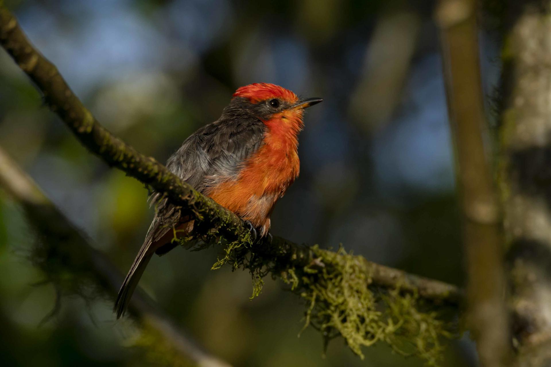 Fotografía cedida por la Fundación Charles Darwin (FCD) de un pájaro brujo (Pyrocephalus nanus) en la isla Santa Cruz (Ecuador). EFE/ María Igual / Fundación Charles Darwin