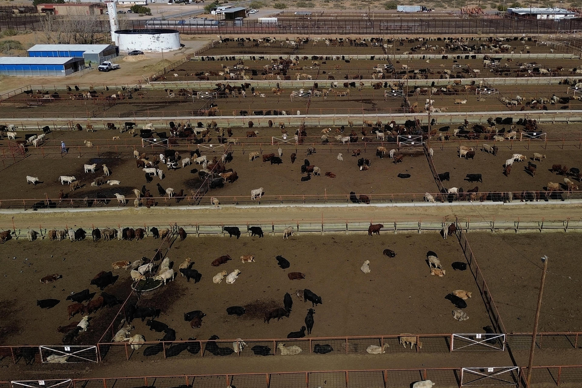 Fotografía aérea de archivo de ganado vacunoen Ciudad Juárez, Chihuahua (México). EFE/ Luis Torres
