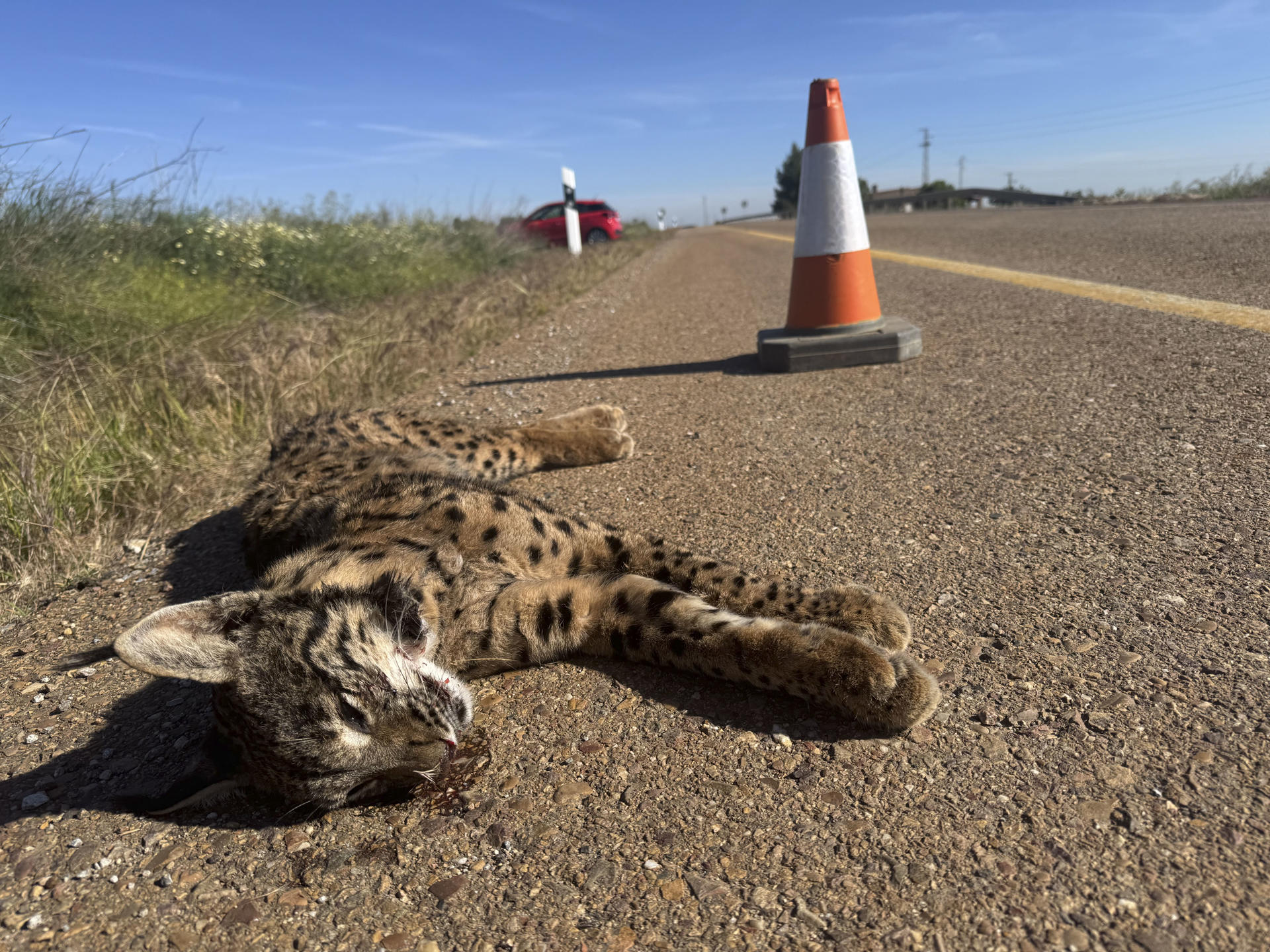 El Servicio de Protección de la Naturaleza (SEPRONA) de la Guardia Civil ha levantado este martes el cadáver de un lince ibérico atropellado en la N-630 entre las localidades pacenses de Villafranca de los Barros y Almendralejo. Este atropello sucede dos días después de que otros dos ejemplares de lince ibérico murieran en un atropello en la carretera que discurre desde Hinojos (Huelva) a Villamanrique de la Condesa (Sevilla), según denunció la ONG Ecologistas en Acción. EFE/Ana Picón