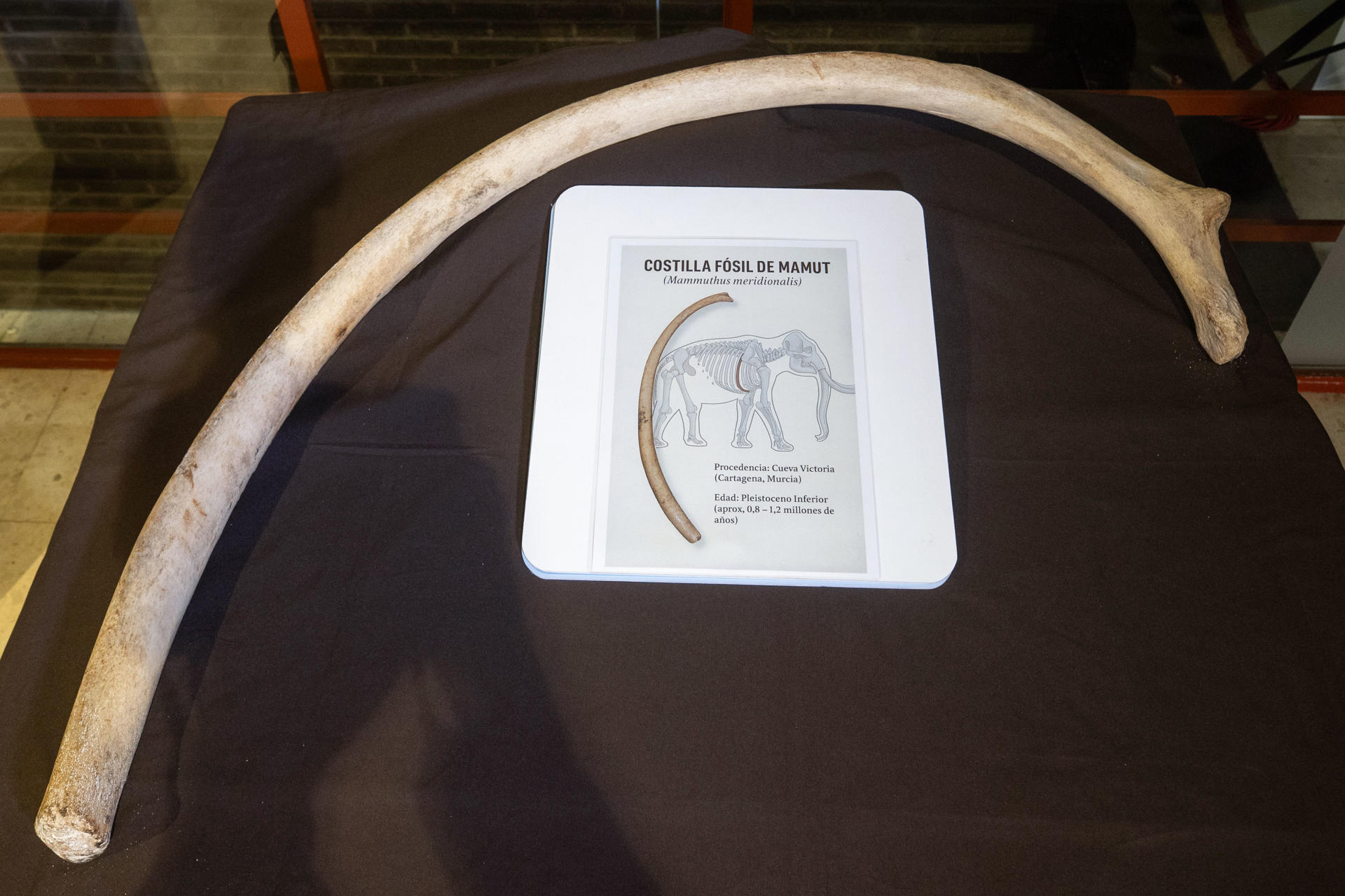 Fotografía de archivo del 9 abril de 2025 de la supuesta costilla de mamut de más de 1,5 metros, hallada en perfecto estado por un particular en Cueva Victoria (Castagena). EFE/ Marcial Guillén