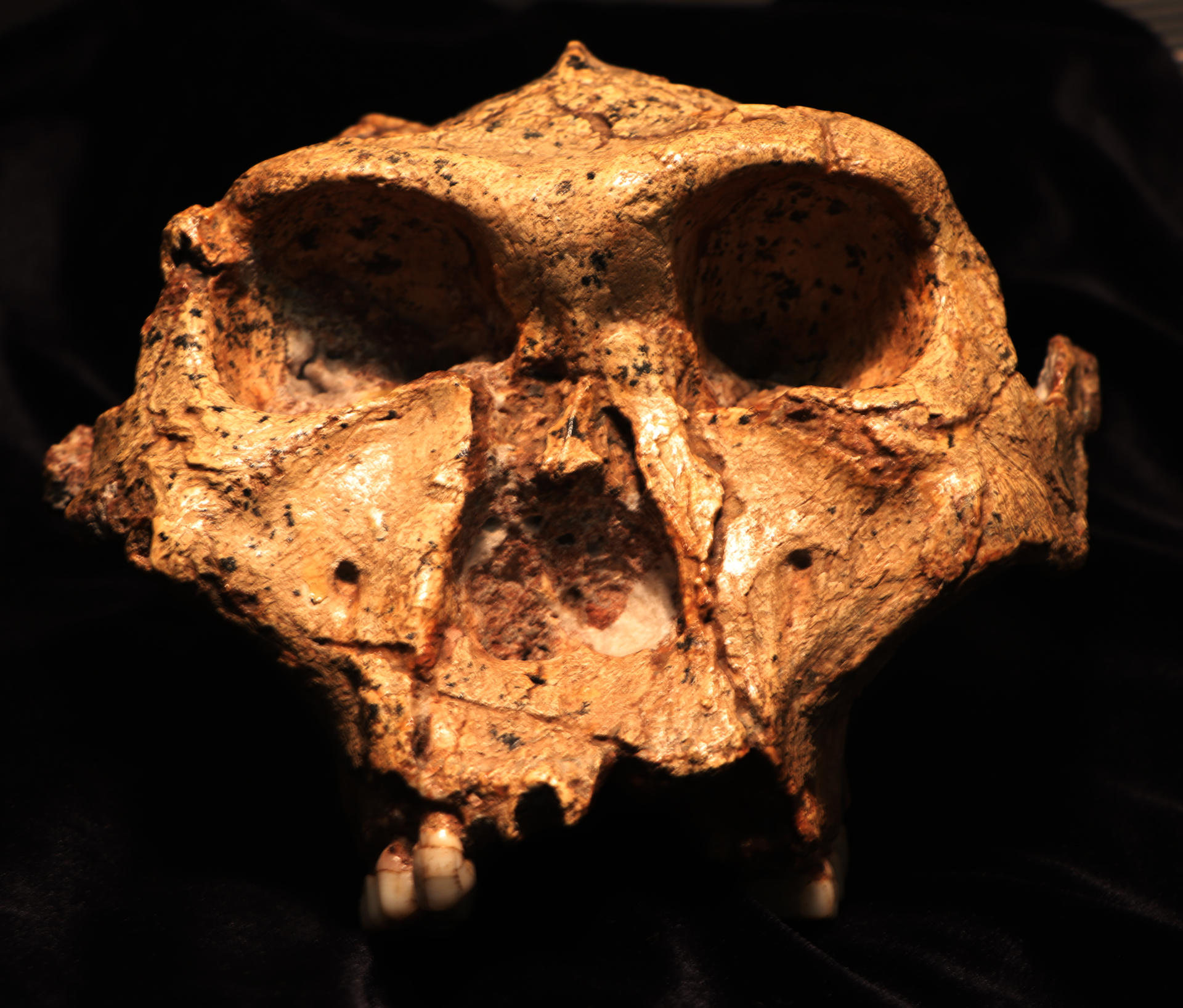 SK 48, un cráneo de un adulto de Paranthropus robustus recuperado en Swartkrans. Crédito: Dr. Bernhard Zipfel (con permiso del Dr. Lazarus Kgasi, conservador adjunto de Paleontología Plio-Pleistocena, en el Museo Nacional de Historia Natural Ditsong).