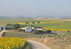 Fotografía facilitada por la organización ecologista SEO/BirdLife IBA de la Campiña Alta de Córdoba (Jaén y Córdoba, Andalucía). EFE