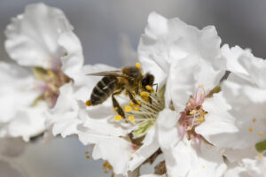 Imagen de una abeja libando el néctar de una flor de almendro en el municipio de Mula, en Murcia (España), en febrero de 2025. EFE/ Marcial Guillén/Archivo.
