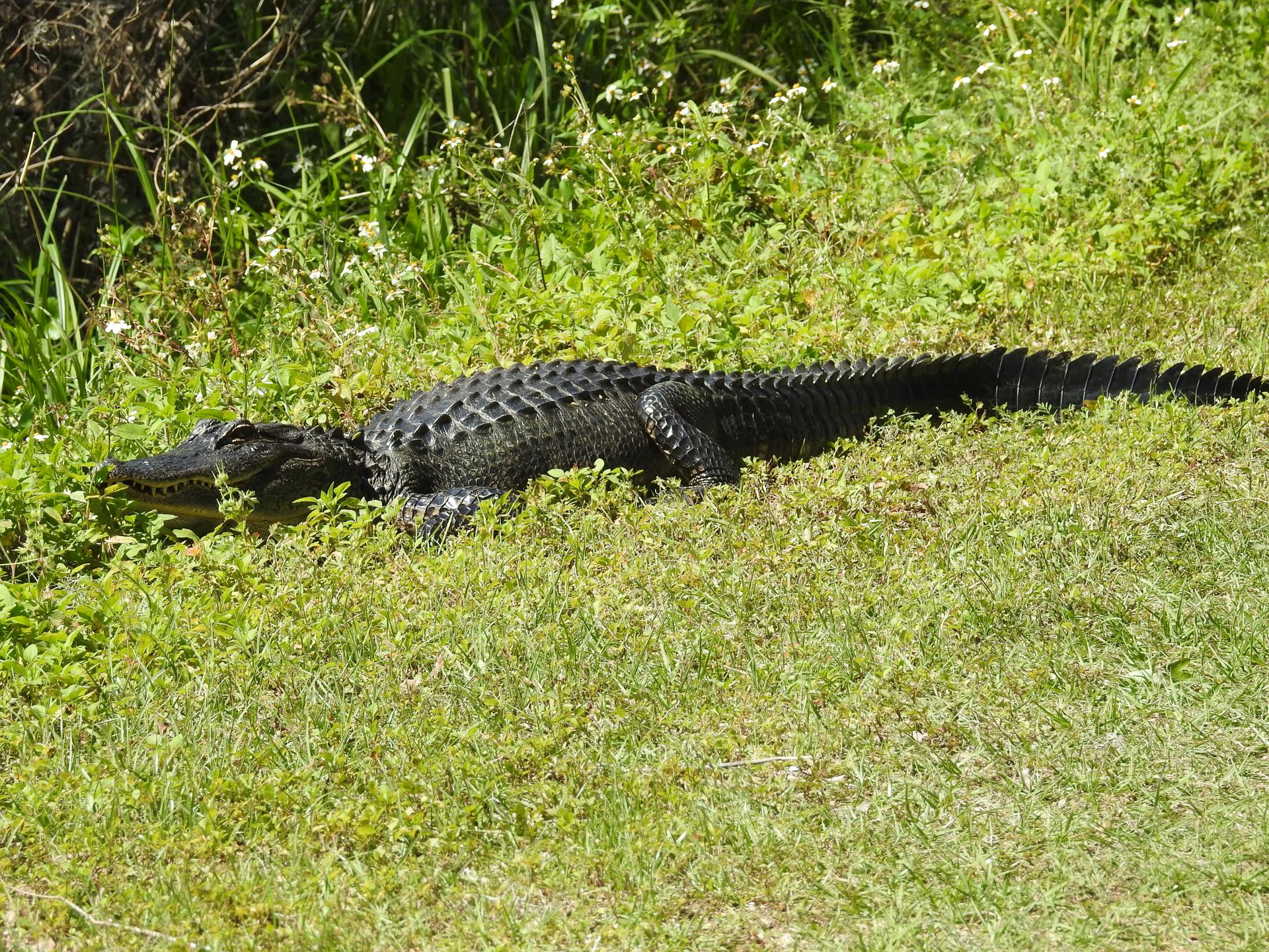 Fotografía cedida por la Comisión de Conservación de Pesca y Vida Silvestre de Florida (FWC) de un caimán americano tomando el sol en el césped. EFE/Karen Parker/FWC