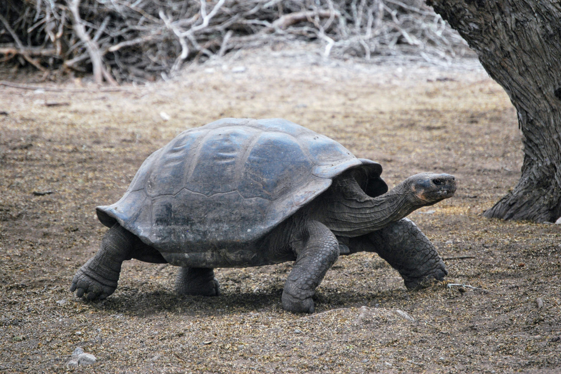 Fotografía de 17 de diciembre de 2024 que muestra un ejemplar de tortuga gigante de Galápagos en el Centro de Crianza de Tortugas Gigantes Arnaldo Tupiza Chamaidan, en la isla de Isabela, la más grande del archipiélago ecuatoriano de las Islas Galápagos (Ecuador). EFE/ Fernando Gimeno