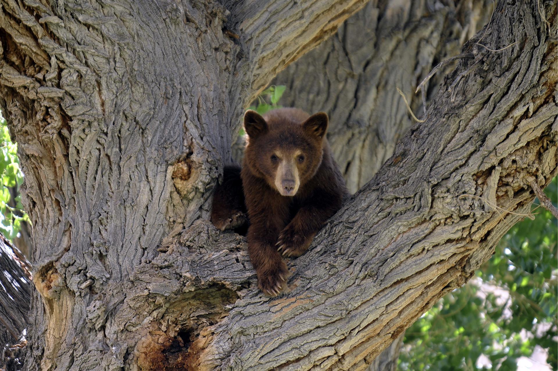 Un cachorro de oso negro permanece sobre un árbol, en una fotografía de archivo. EFE/MIKE NELSON