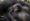 Imagen de archivo de una cría de gorila de montaña agarrada a su madre en el parque Virunga. EFE/ICCN WWF SOLO USO EDITORIAL ATENCIÓN EDITORES: SOLO SE PODRÁ PUBLICAR UNA VEZ JUNTO A LA NOTICIA QUE LE ACOMPAÑA. OBLIGATORIO CITAR FUENTE.[EDITORS PLEASE NOTE: Only one-time publication with connection to the report and credit to originator ICCN/WWF.]