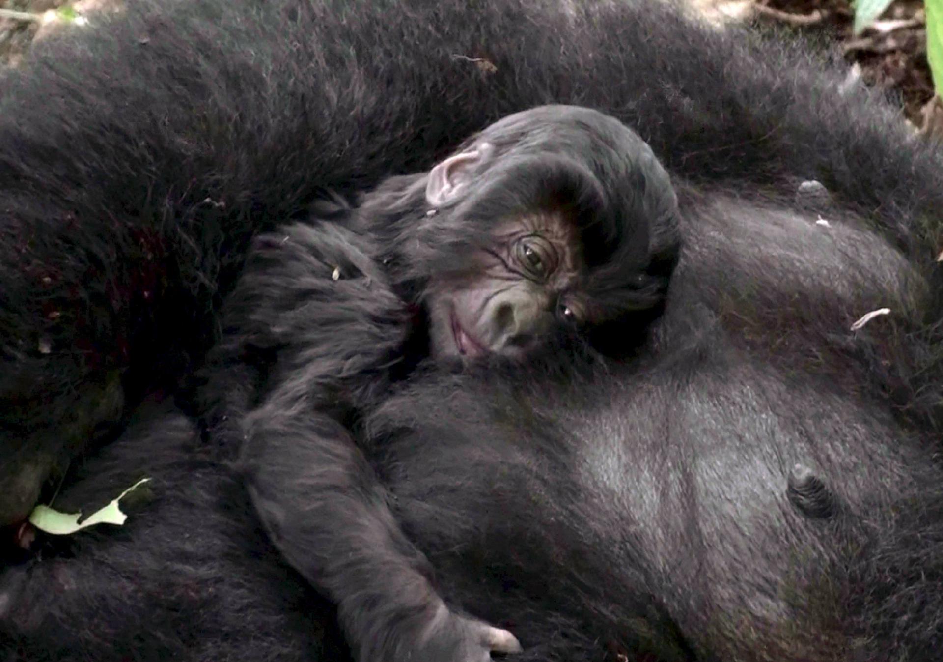 Imagen de archivo de una cría de gorila de montaña agarrada a su madre en el parque Virunga. EFE/ICCN WWF SOLO USO EDITORIAL ATENCIÓN EDITORES: SOLO SE PODRÁ PUBLICAR UNA VEZ JUNTO A LA NOTICIA QUE LE ACOMPAÑA. OBLIGATORIO CITAR FUENTE.[EDITORS PLEASE NOTE: Only one-time publication with connection to the report and credit to originator ICCN/WWF.]