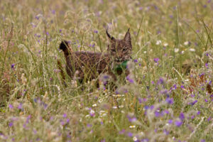 Fotografía de la suelta de dos ejemplares de lince ibérico para su reintroducción al medio natural en el municipio de Toledo. EFE/ Manu Reino
