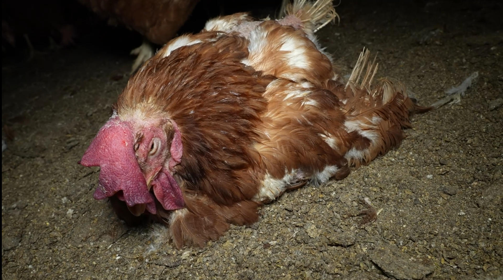 Una investigación impulsada por las organizaciones ecologistas ARDE y Satya Animal ha revelado graves deficiencias higiénico-sanitarias en una granja avícola de Llucmajor, en Mallorca, que alberga 136.000 gallinas ponedoras distribuidas en siete naves. Las imágenes y testimonios documentados por ambas entidades muestran cadáveres de gallinas en distintos estados de descomposición, algunos de ellos canibalizados, junto a aves vivas, presencia masiva de ratas y erizos, telarañas, acumulación de plumas y polvo, así como contenedores con restos en estado de putrefacción infestados de gusanos. Un saludo, Javier Alonso Ratas, cadáveres y suciedad extrema en una granja avícola de Mallorca La granja ha sido denunciada por presuntos delitos contra la salud pública y estafa Denuncian que las aves viven entre cadáveres en estado de descomposición y ratas a pesar de disponer de sello de bienestar animal Las gallinas camperas no tienen acceso al exterior durante al menos 6 días La granja opera sin permiso ambiental, por lo que fue multada con 150.000 euros y está bajo investigación de la Fiscalía Los vecinos de la zona denuncian plagas de moscas y malos olores y exigen el cierre de la explotación. EFE/ARDE *****SOLO USO EDITORIAL/SOLO DISPONIBLE PARA ILUSTRAR LA NOTICIA QUE ACOMPAÑA (CRÉDITO OBLIGATORIO) *****
