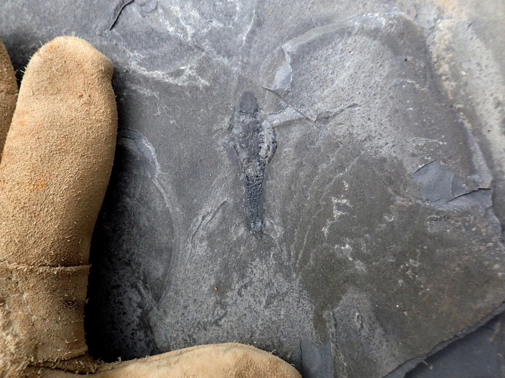 Joe Moysiuk descubre un ejemplar de 'Mosura fentoni' en Burgess, en la zona del cañón de Marble, en 2022. Crédito: Joe Moysiuk. Imagen facilitada por el Museo Real de Ontario.