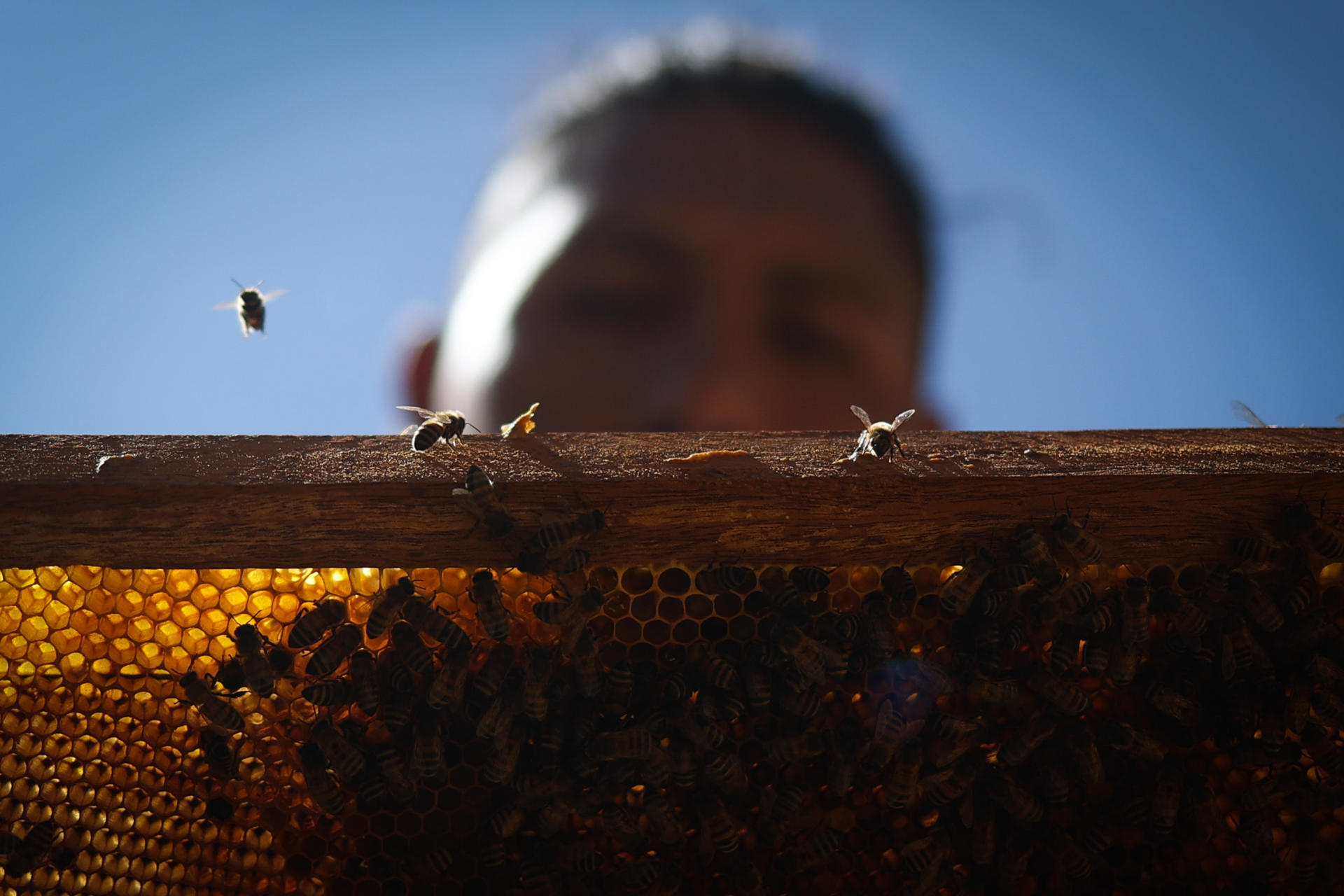 Fotografía del 9 de mayo de 2025 de abejas volando en La Paz, (Bolivia). EFE/ Luis Gandarillas
