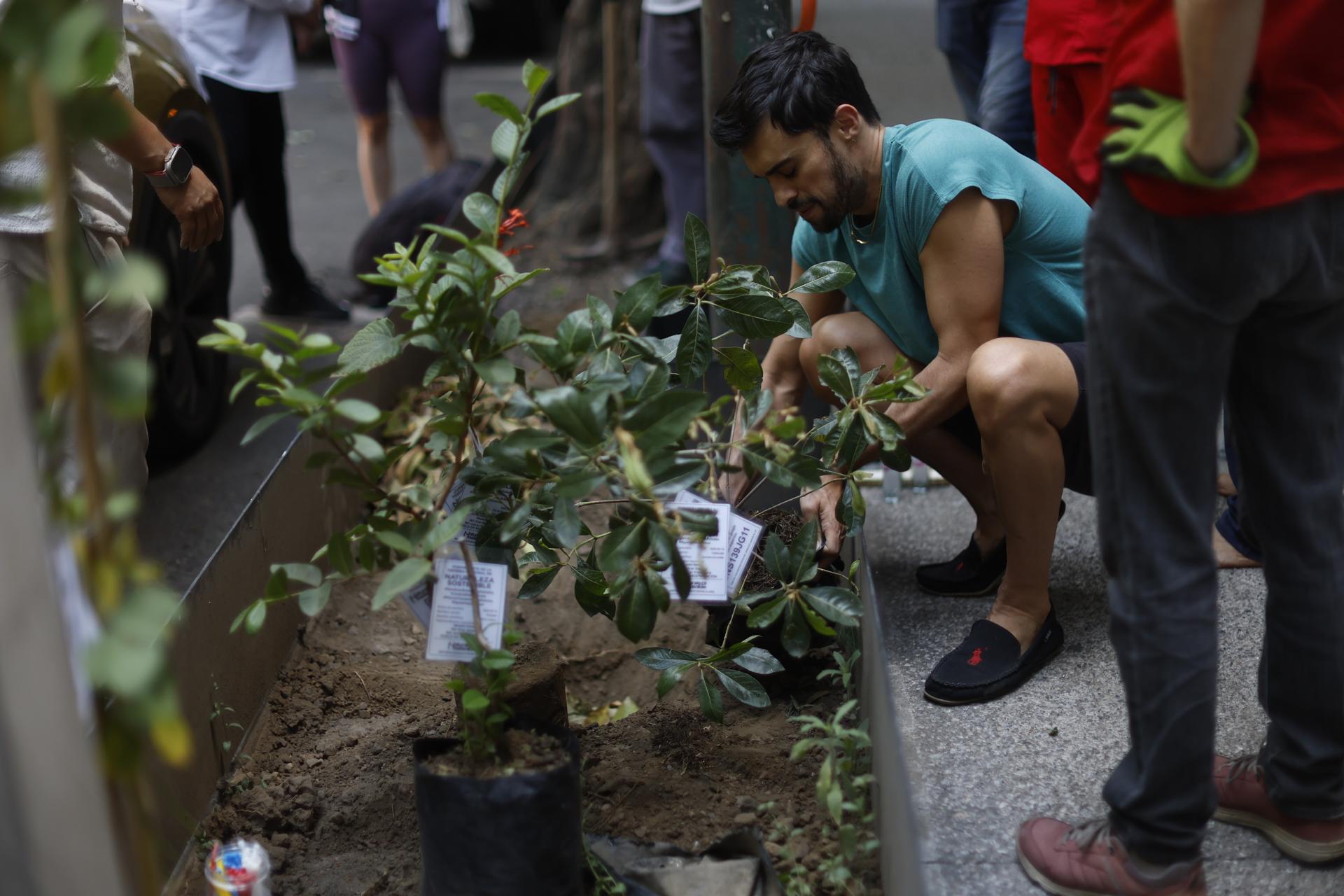 Un hombre siembra un árbol este lunes, en Ciudad de México (México). EFE/ Sáshenka Gutiérrez