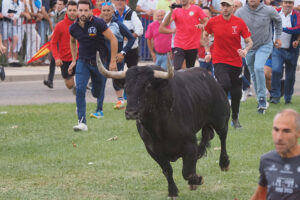Varias personas rodean al toro durante la celebración de la festividad del Toro de la Vega en Tordesillas. EFE/ R. García