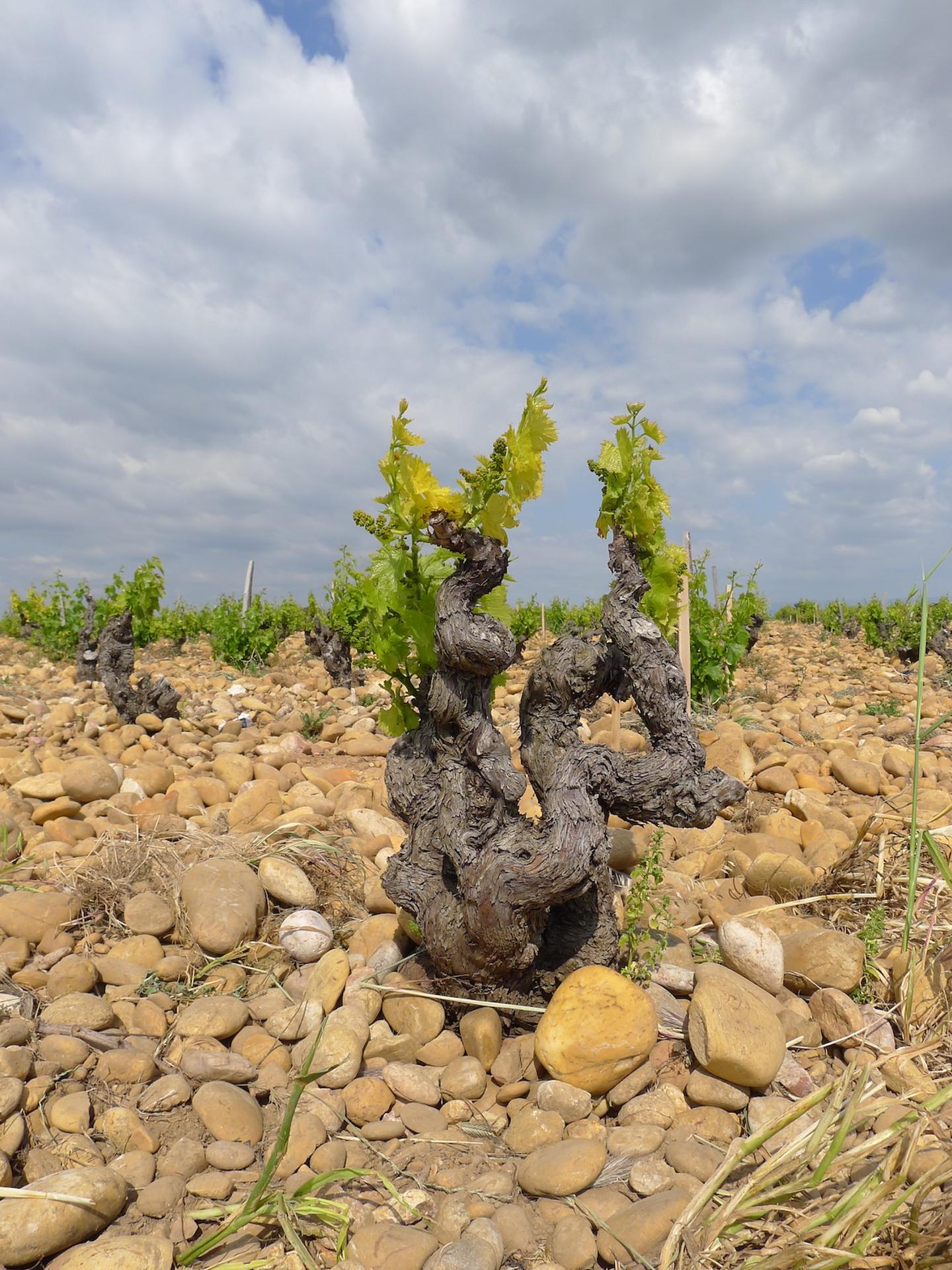 Una vídeo de la región francesa de Côtes du Rhône. Crédito: EM Wolkovich, 2025, PLOS Clima