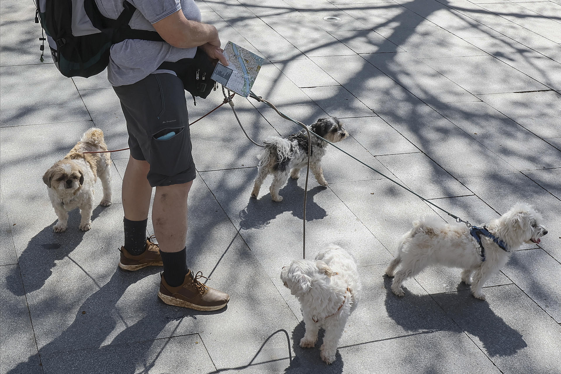 Una persona pasea a sus perros, en una fotografía de archivo. EFE/José Manuel Vidal