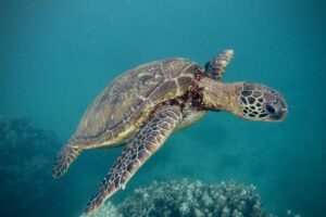 Fotografía de una tortuga verde de Hawai. Crédito: David Baker