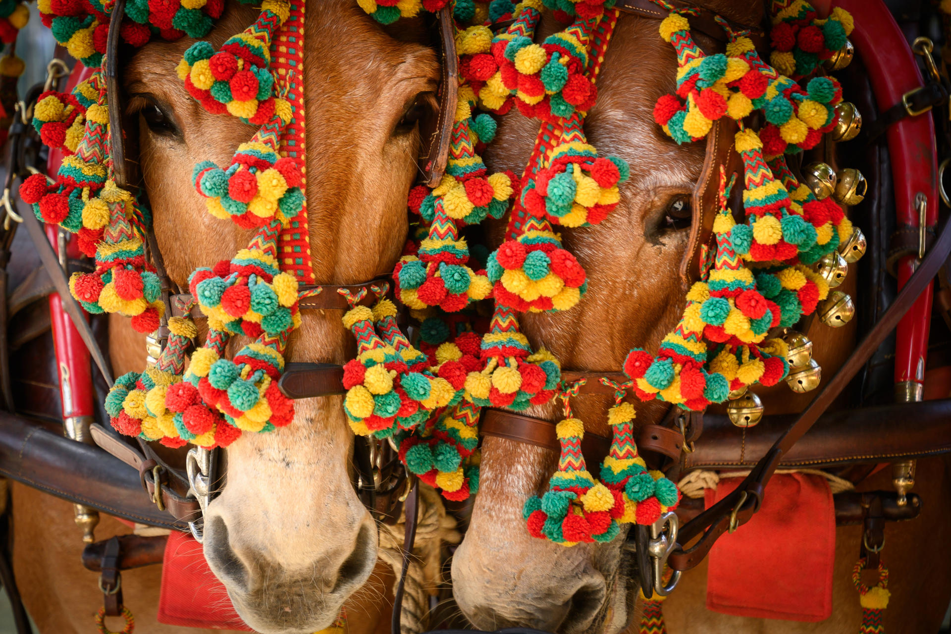 SEVILLA (ESPAÑA), 06/05/2025.- Fotografía de caballos de tiro en una de las calles del Real en la Feria de Abril de Sevilla este martes, en sevilla (España). EFE/ Raúl Caro.