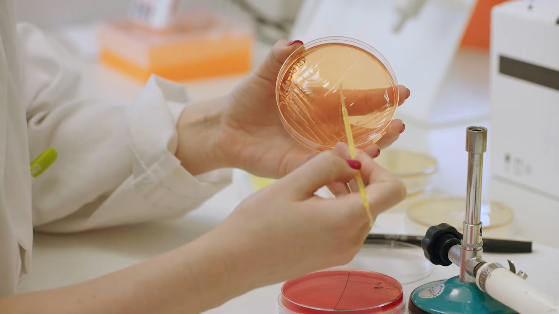 Fotografía facilitada por el Instituto de Agroquímica y Tecnología de Alimentos (IATA), del Consejo Superior de Investigaciones Científicas (CSIC), de una investigadora manipulando una placa con bacterias. EFE
