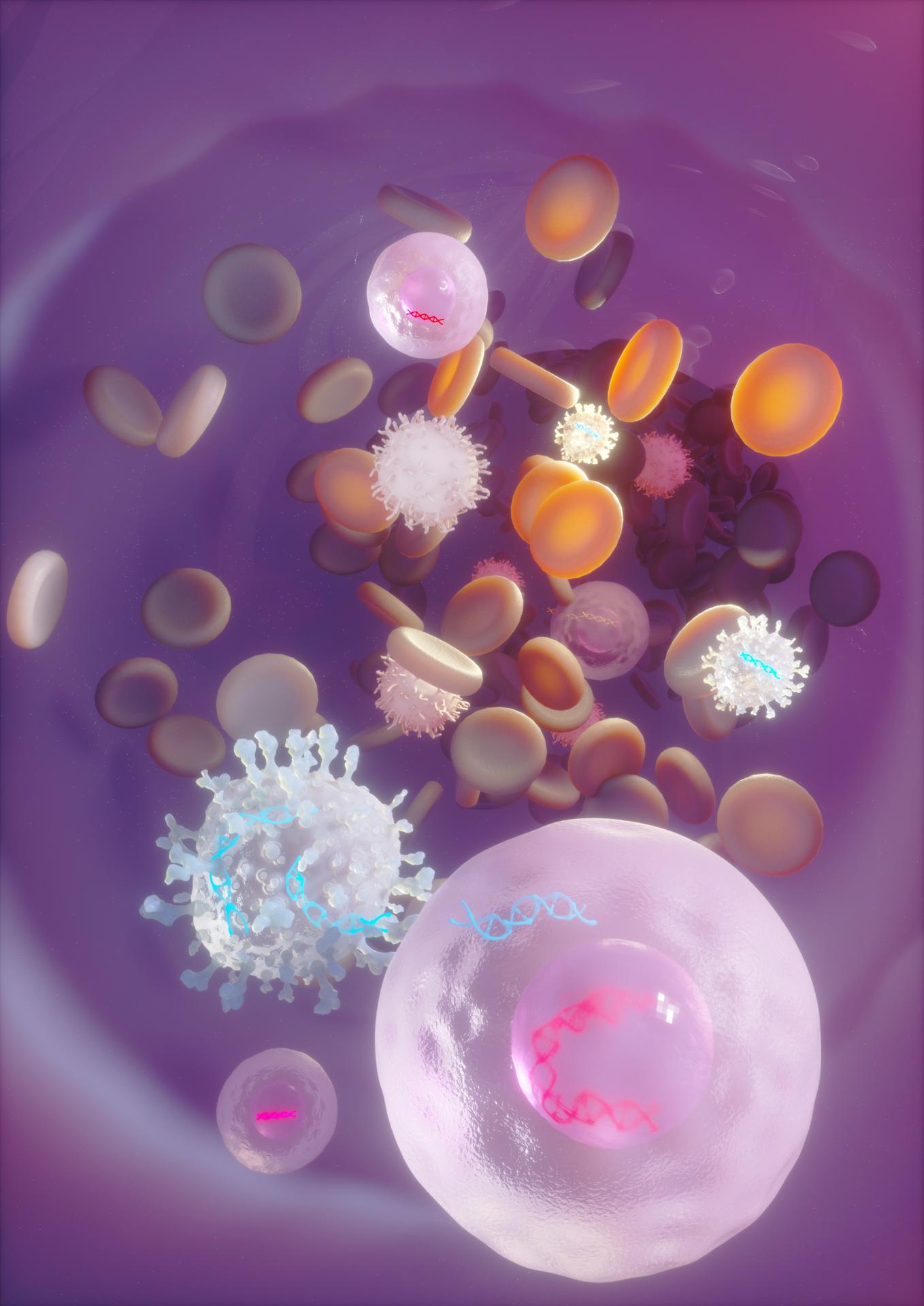 La ilustración muestra cómo el elevado tráfico de células madre sanguíneas en la circulación en las primeras etapas postnatales permite la transferencia de genes in vivo mediada por vectores lentivirales. Crédito: Ella Maru studio, https://scientific-illustrations.com