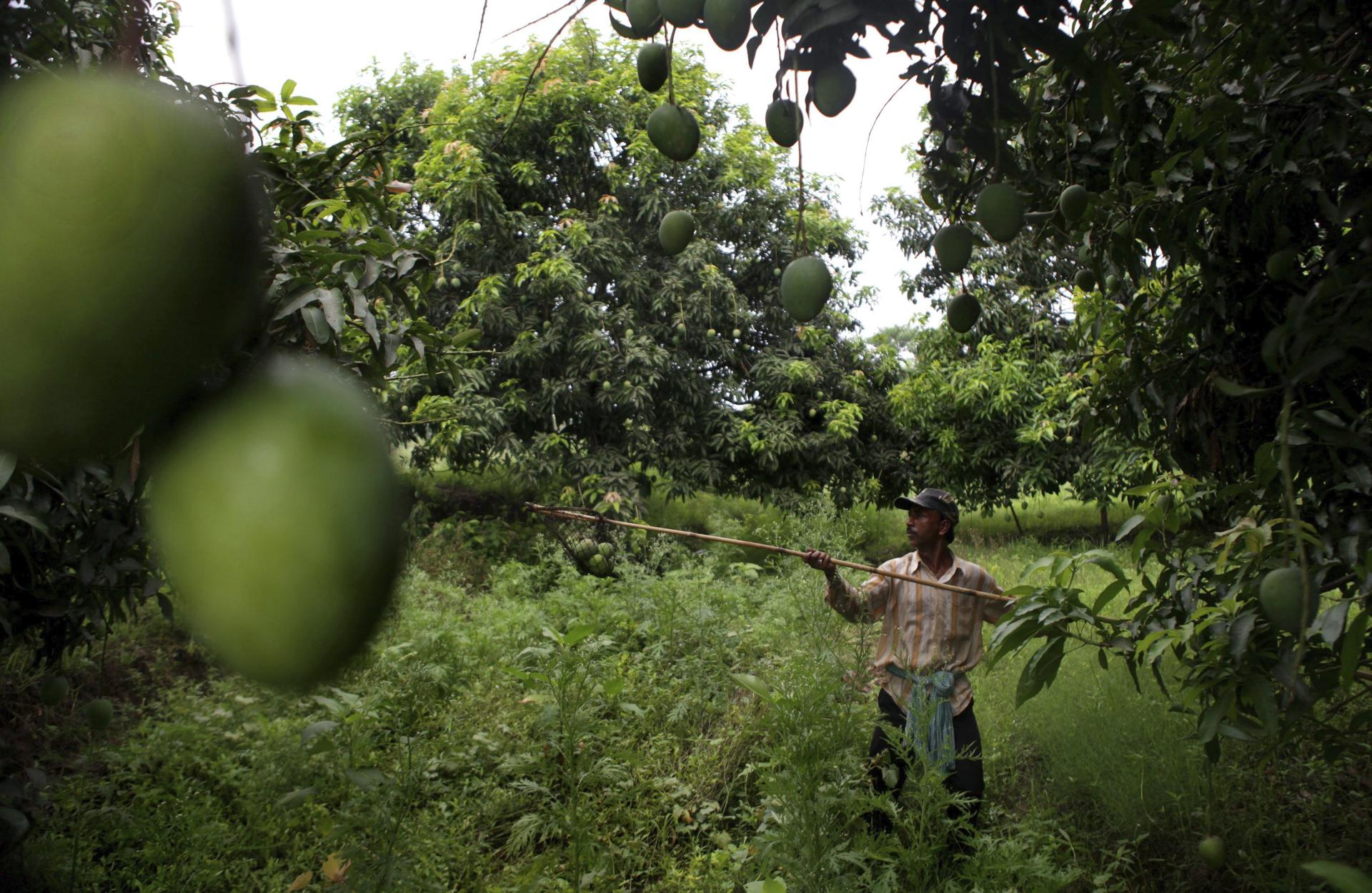 Fotografía de archivo de un cultivo de mangos. EFE/Piyal Adhikary