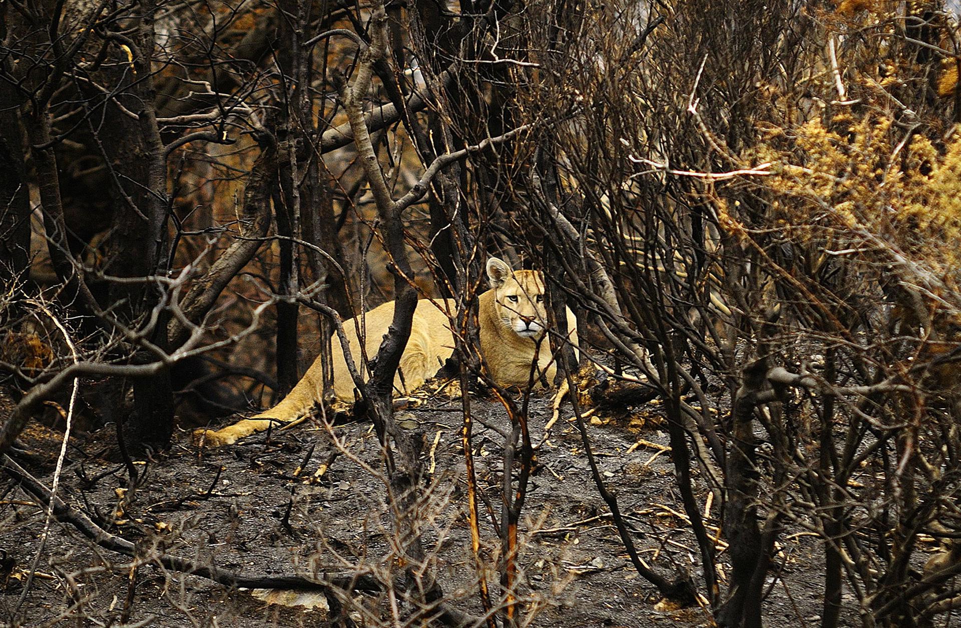 Fotografía de archivo de un puma en el Parque Nacional Torres del Paine, en la región de Magallanes, sur de Chile. EFE/Francisco Negroni