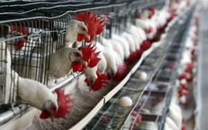Cientos de aves se alimentan en una granja avícola en el municipio de Tepatitlán, en el estado mexicano de Jalisco. Archivo. EFE/Ulises Ruiz Basurto