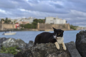 Fotografía de archivo que muestra un gato mientras descansa en una piedra. EFE/Thais Llorca