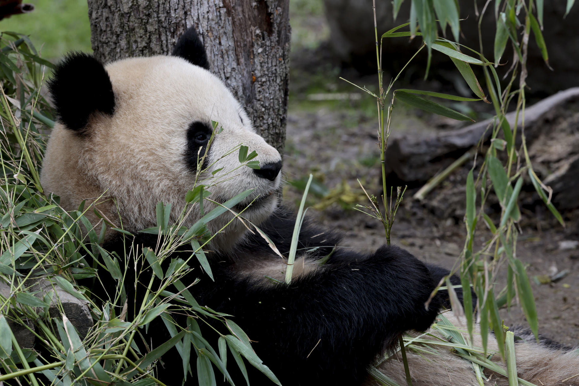Imagen de archivo de un oso panda gigante. EFE/ ZIPI