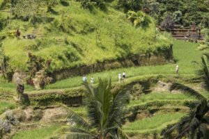 Imagen de archivo tomada el 2 de mayo de 2025 que muestra a turistas en arrozales de Ubud, Bali, Indonesia. EFE/EPA/MADE NAGI