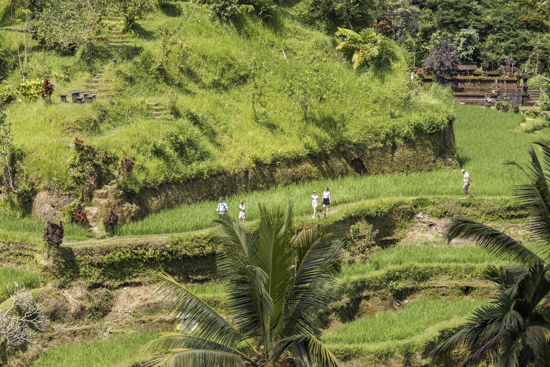 Imagen de archivo tomada el 2 de mayo de 2025 que muestra a turistas en arrozales de Ubud, Bali, Indonesia. EFE/EPA/MADE NAGI