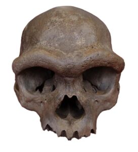 El cráneo hallado cerca de Harbin, China, pertenecía a una línea extinta de humanos arcaicos, los denisovanos. Universidad GEO de Hebei.