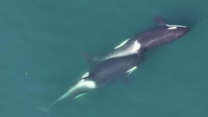 Dos orcas practicando el 'allokelping'. Entre ellas se ve un pequeño tallo de alga. Crédito: Center for Whale Research, NMFS NOAA Permit 27038/SOLO USO EDITORIAL
