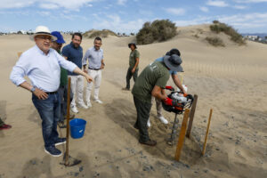 En la imagen, el presidente del Cabildo de Gran Canaria, Antonio Morales observa cómo se plantan los balancones en la zona de las dunas de Maspalomas, dentro del proyecto Masdunas II de recuperación del área. EFE/ Elvira Urquijo A.