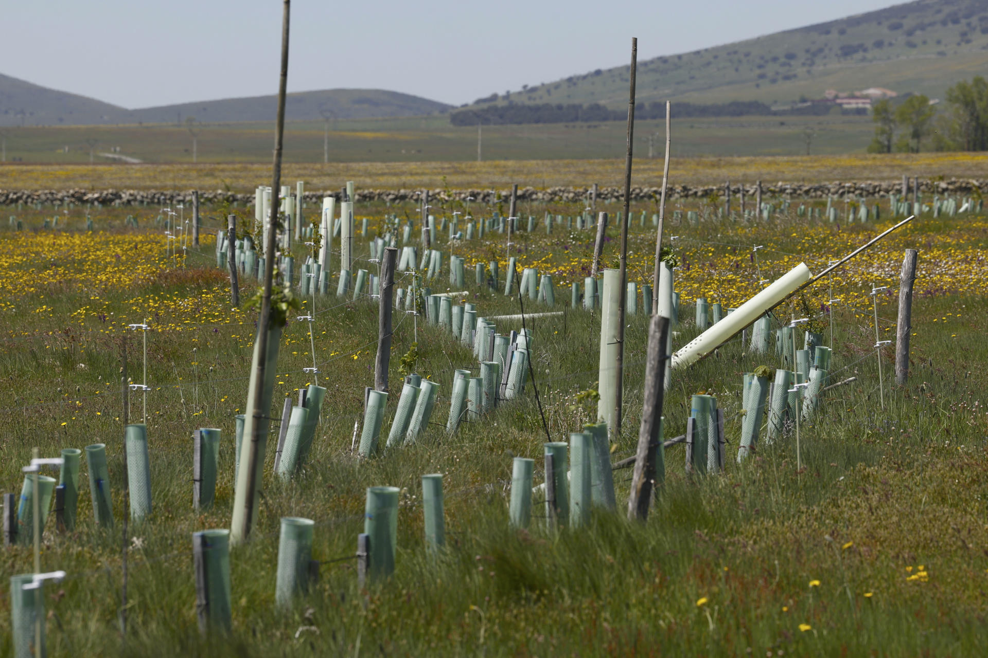 El proyecto Life Terra, cofinanciado con fondos europeos, ha plantado más de 1,5 millones de árboles en 35 países de Europa, liderados por España, para restablecer la conexión entre personas y naturaleza y ayudar a cumplir el ambicioso objetivo de la Unión Europea de plantar 3.000 millones de árboles entre 2020 y 2030. "Lo que pretende Life Terra es, a través de la plantación de árboles y la acción climática, restablecer esa conexión que creemos que se ha perdido a lo largo del tiempo entre los seres humanos y el entorno en el que viven", ha explicado a EFE el gestor de proyectos de Life Terra Marcos López Ercilla.EFE/ J.J. Guillén
