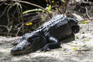 Fotografía del 2 de junio de 2023 cedida por Friends of the Everglades de un caimán americano en la carretera Loop de la Reserva Nacional Big Cypress en el sur de Florida, a unas 45 millas al oeste de Miami (Estados Unidos). EFE/ Leah Voss / Friends of the Everglades