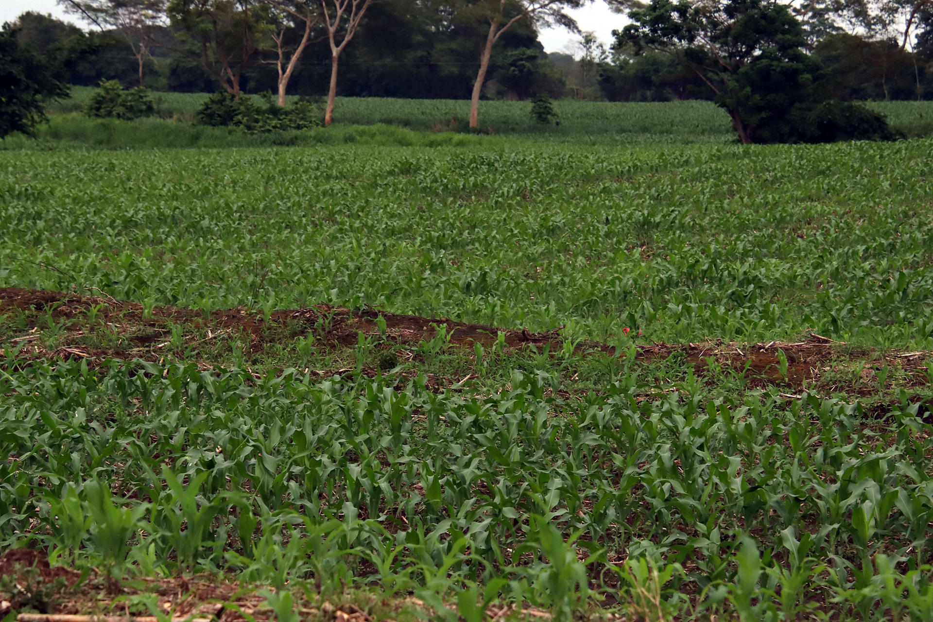 Fotografía de un cultivo este jueves, en Tapachula (México). EFE/ Juan Manuel Blanco