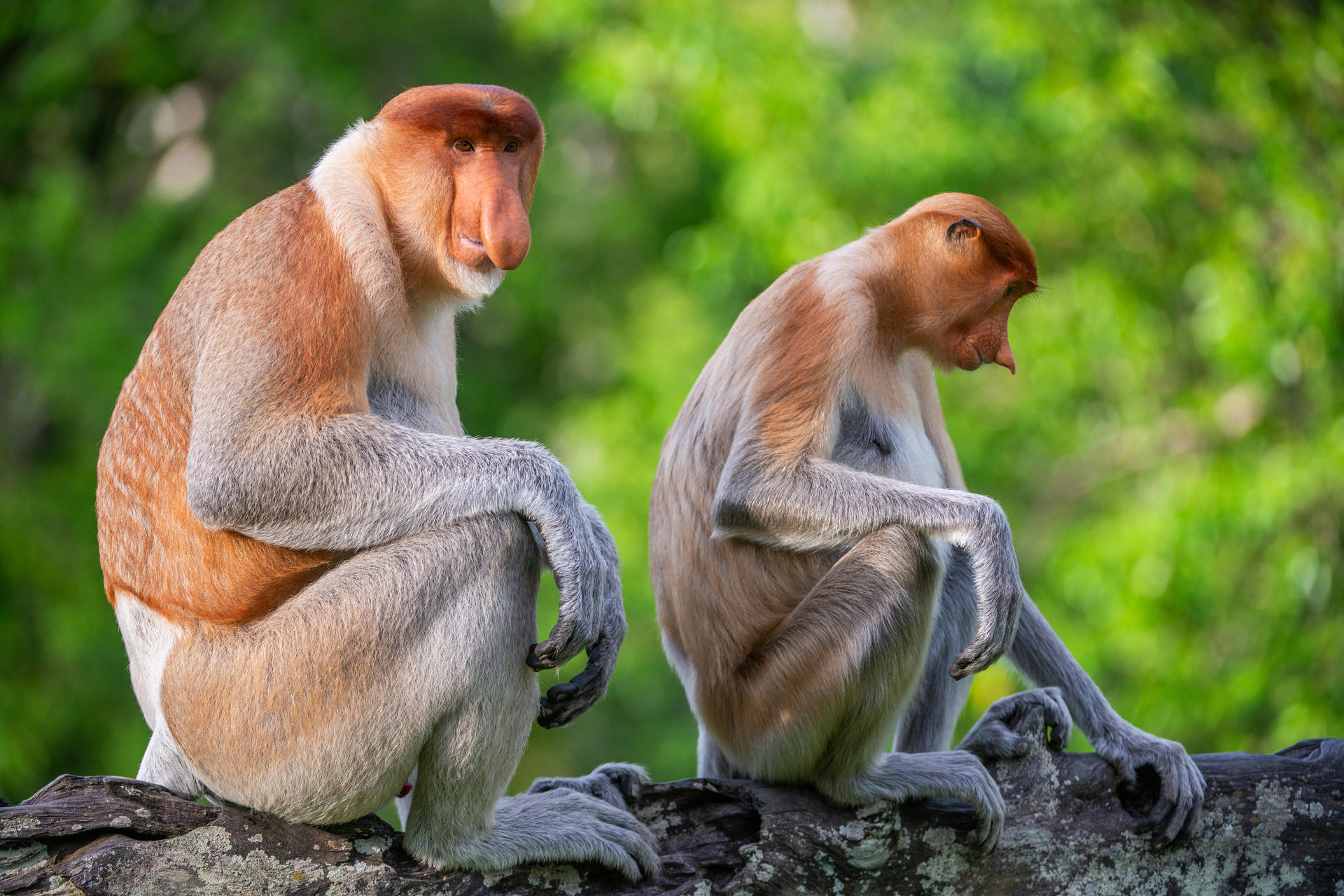 Fotograma cedido por National Geographic donde aparecen dos monos narigudos, un macho y una hembra, sentados en una rama en Sabah, en la isla de Borneo, durante una escena del capítulo titulado 'Bestias sexys' de la nueva serie 'Underdog'. EFE/Jason Isley/National Geographic