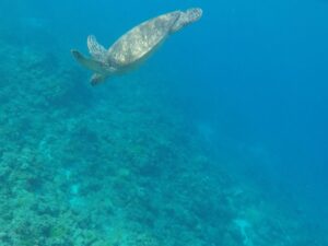 El 60% del hábitat crítico para la biodiversidad marina no tiene objetivos de conservación. Imagen cedida