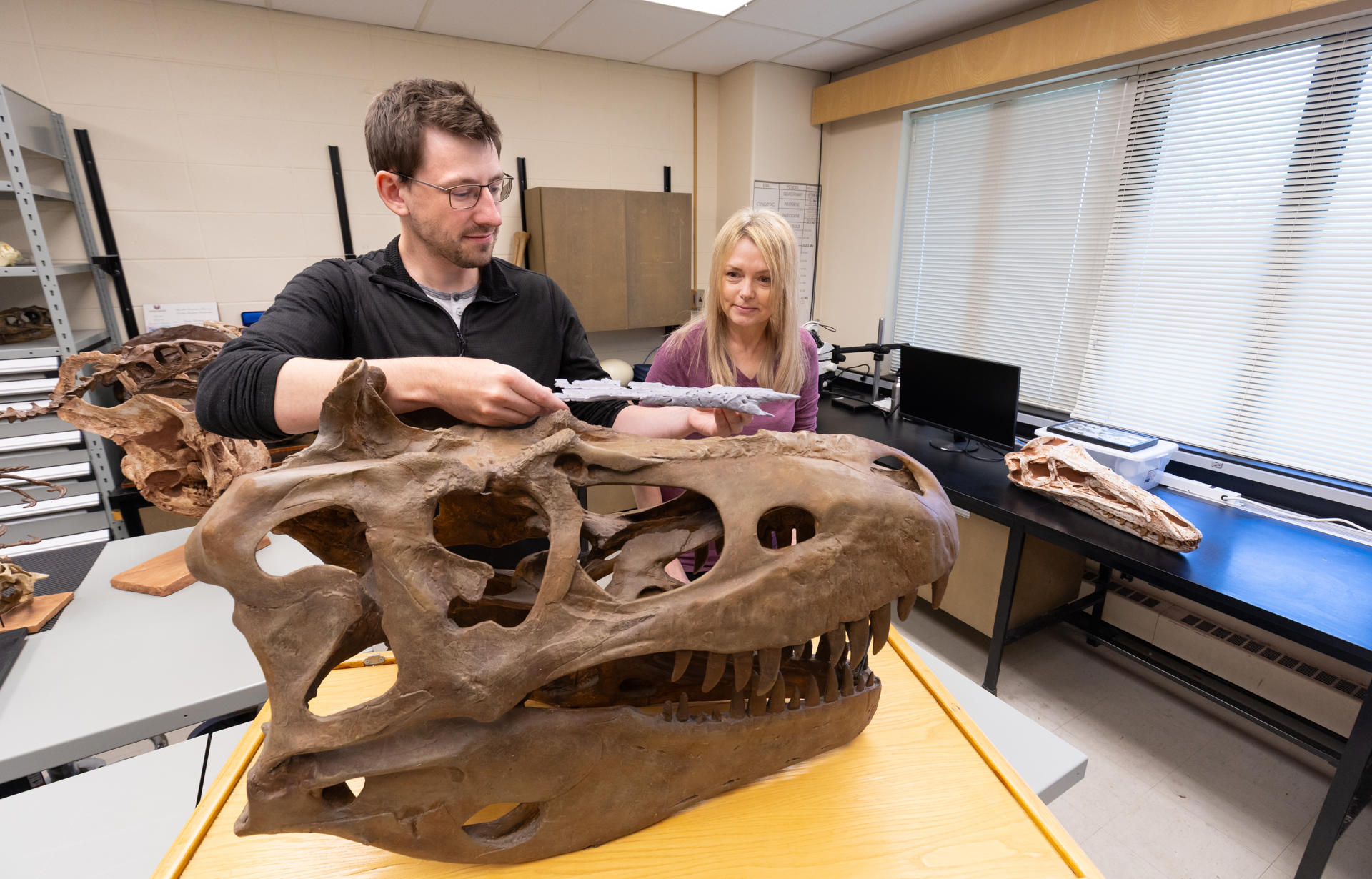 Dos de los investigadores examinan restos de la nueve especies de dinosaurios, Khankhuuluu mongoliensis. Crédito: Riley Brandt/Universidad de Calgary
