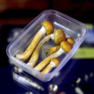 Fotografía de archivo de hongos Stropharia Cubensis, también conocidas como setas mágicas, que contienen la sustancia psicodélica psilocibina.
EFE/Evert-Jan Daniels