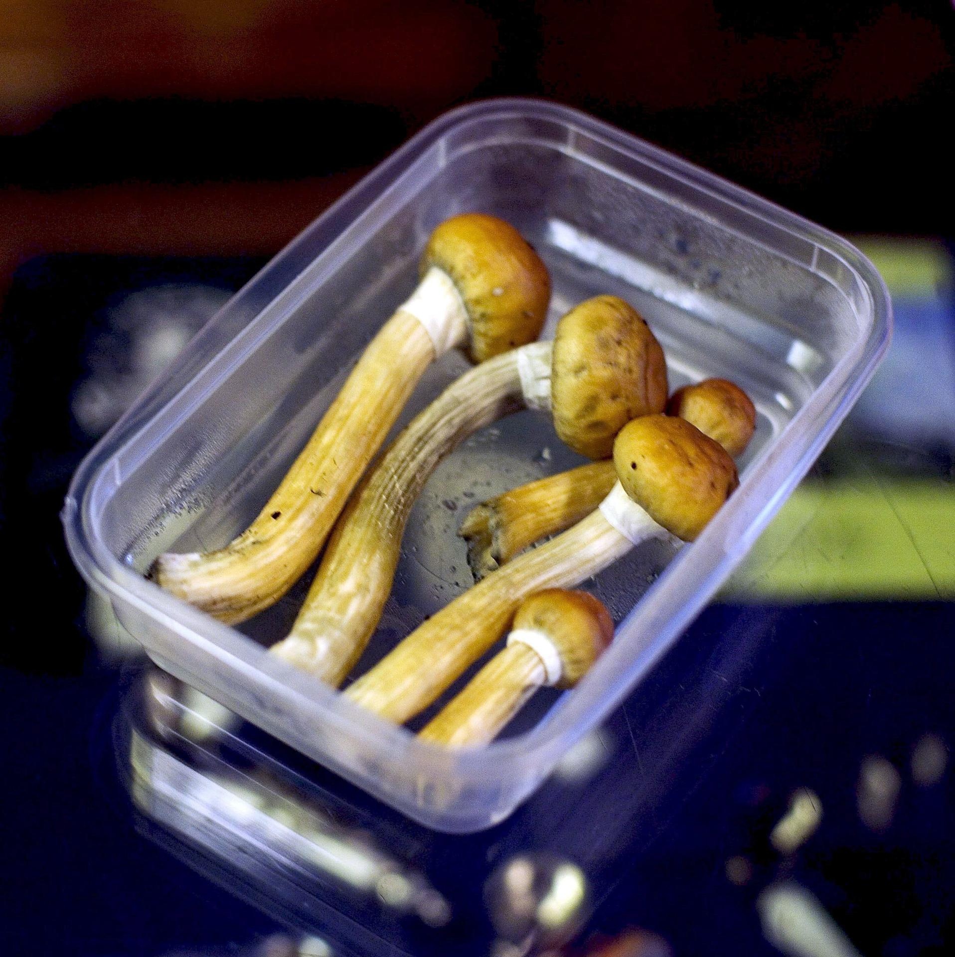 Fotografía de archivo de hongos Stropharia Cubensis, también conocidas como setas mágicas, que contienen la sustancia psicodélica psilocibina.
EFE/Evert-Jan Daniels