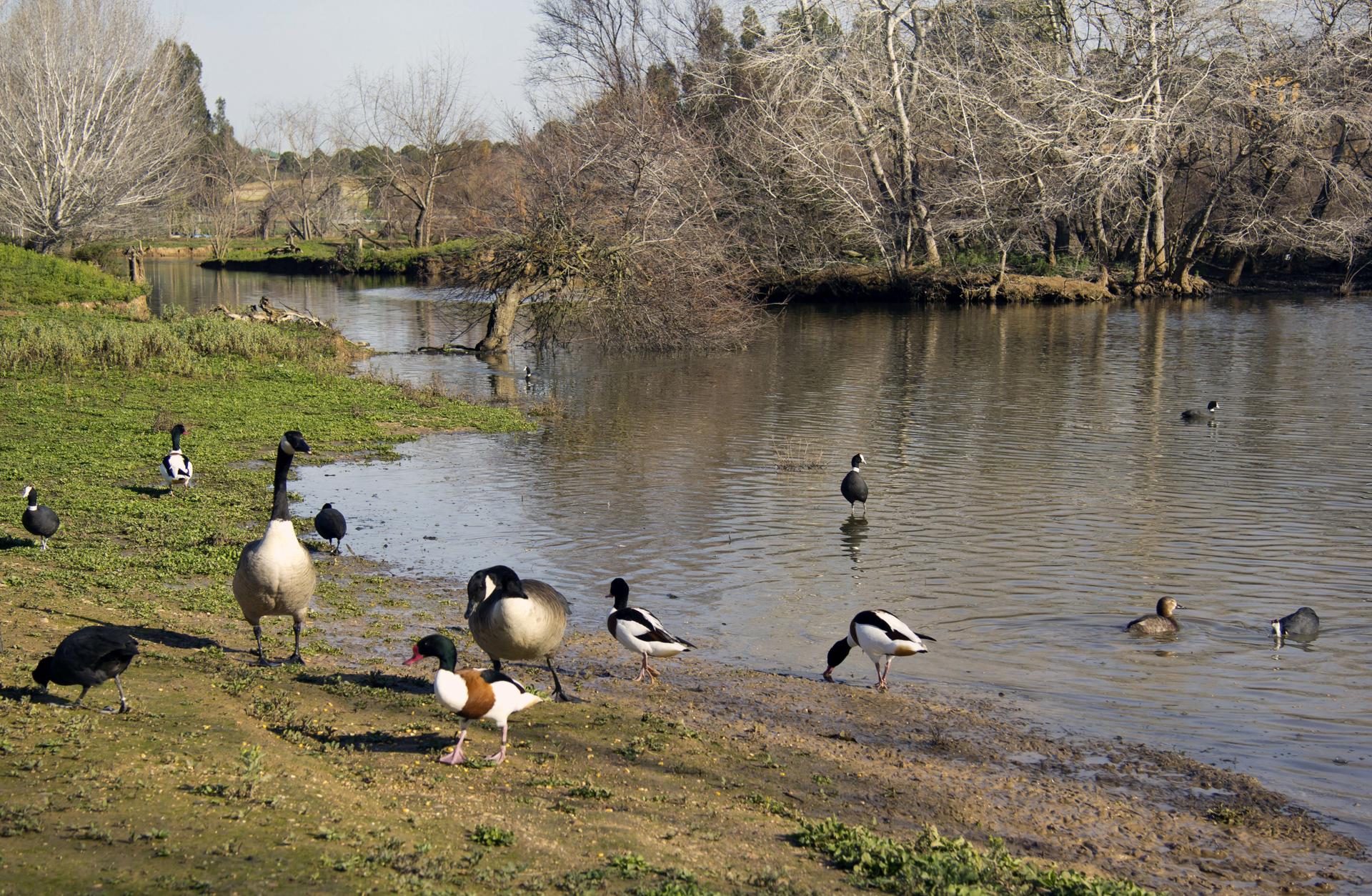En la imagen de archivo, humedal del Espacio Natural de Doñana. EFE/Jupe