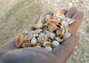 Imagen de archivo de conchas marinas recogidas en una playa. EFE/ SERGIO BARRENECHEA/ps.