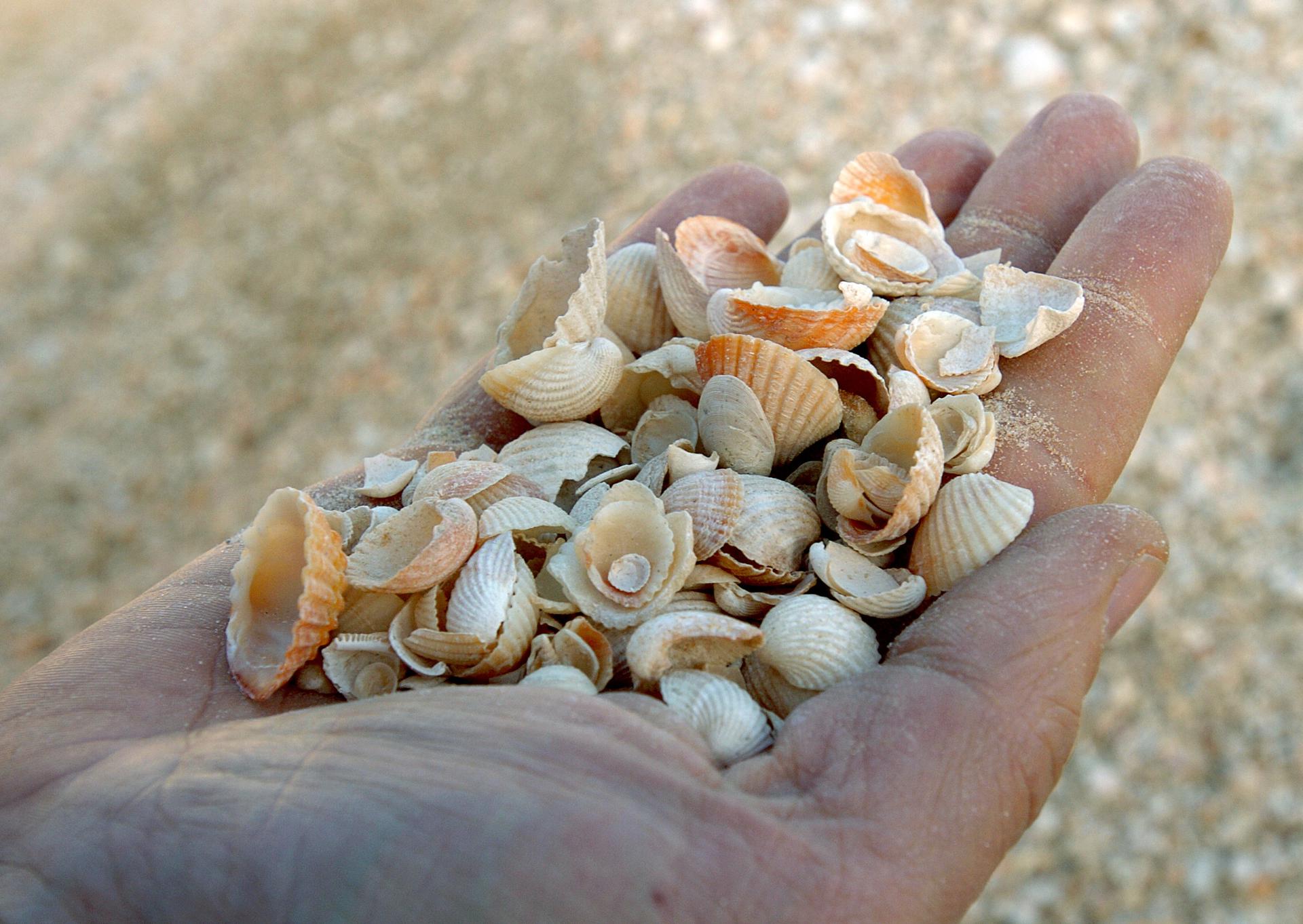 Imagen de archivo de conchas marinas recogidas en una playa. EFE/ SERGIO BARRENECHEA/ps.