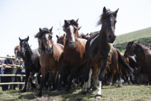 Vuelve la Rapa das Bestas de Campo do Oso en Mondoñedo (Lugo) este domingo, un espectáculo en el que se identifica y desparasita a los caballos que se crían en libertad en los montes de Santa María Maior y que este 2025 estrenará curro (recinto donde se realiza), tras los destrozos causados por vándalos el año pasado. EFE/ Eliseo Trigo