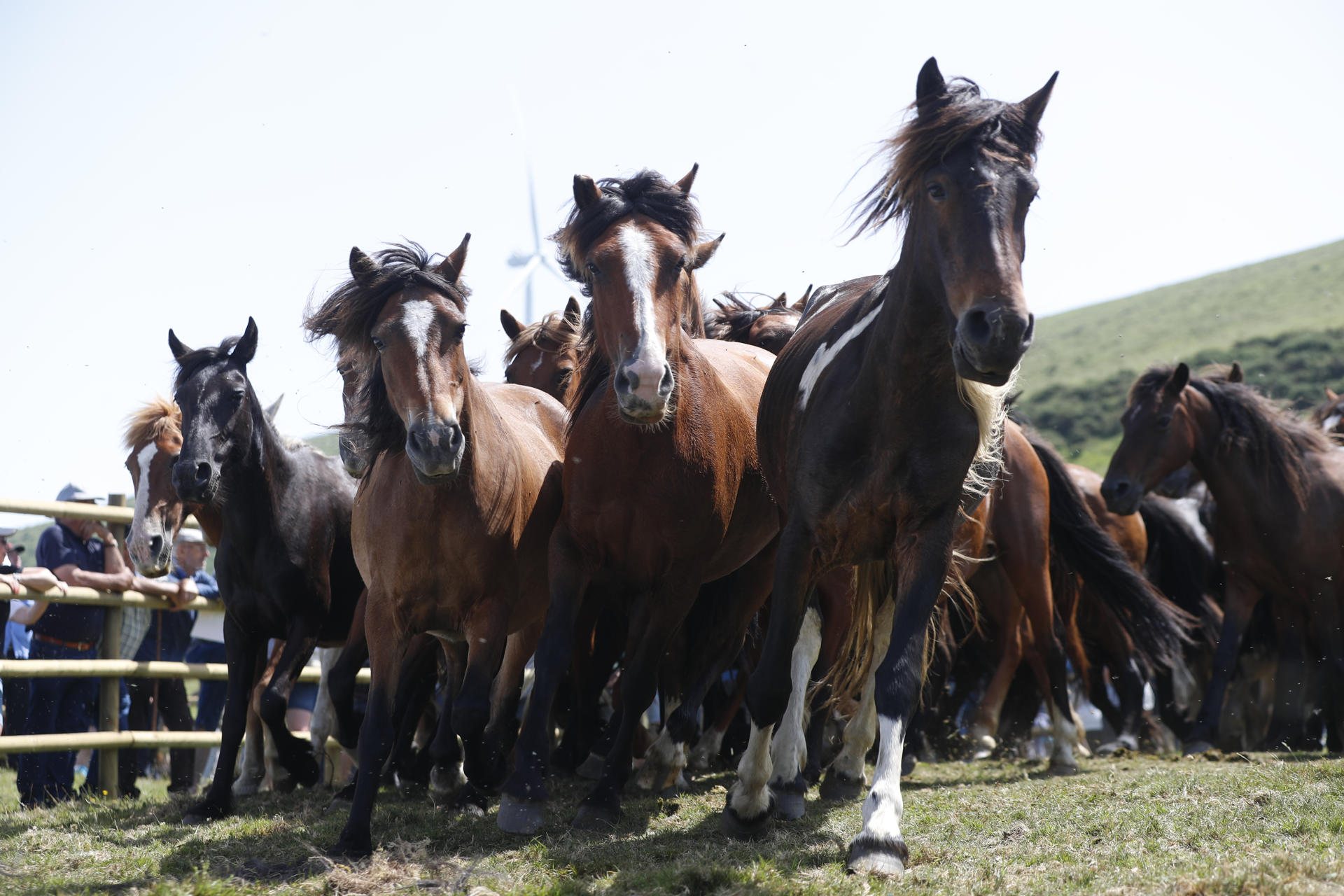 Vuelve la Rapa das Bestas de Campo do Oso en Mondoñedo (Lugo) este domingo, un espectáculo en el que se identifica y desparasita a los caballos que se crían en libertad en los montes de Santa María Maior y que este 2025 estrenará curro (recinto donde se realiza), tras los destrozos causados por vándalos el año pasado. EFE/ Eliseo Trigo