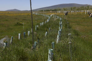 El proyecto Life Terra, cofinanciado con fondos europeos, ha plantado más de 1,5 millones de árboles en 35 países de Europa, liderados por España, para restablecer la conexión entre personas y naturaleza y ayudar a cumplir el ambicioso objetivo de la Unión Europea de plantar 3.000 millones de árboles entre 2020 y 2030. "Lo que pretende Life Terra es, a través de la plantación de árboles y la acción climática, restablecer esa conexión que creemos que se ha perdido a lo largo del tiempo entre los seres humanos y el entorno en el que viven", ha explicado a EFE el gestor de proyectos de Life Terra Marcos López Ercilla.EFE/ J.J. Guillén