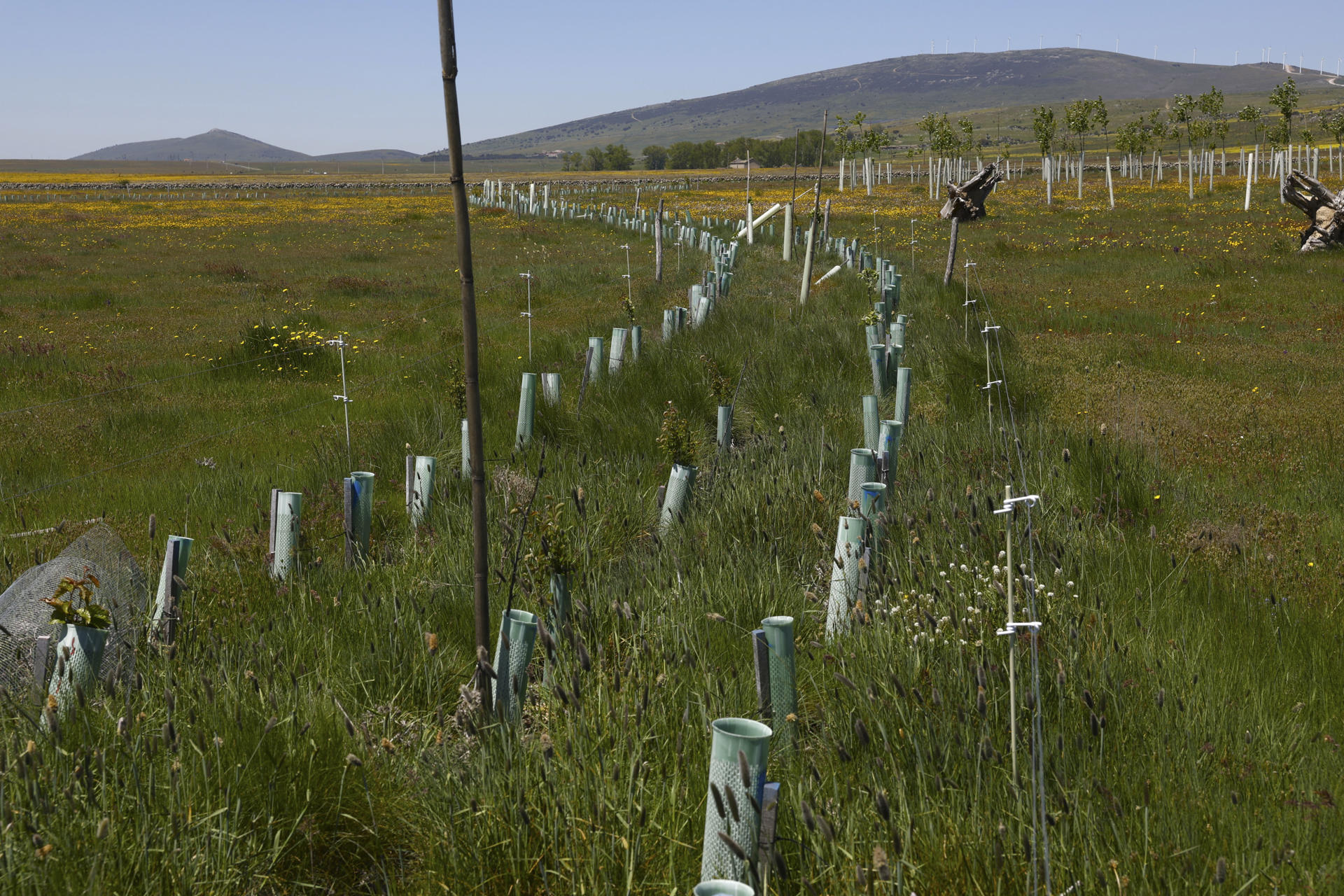 El proyecto Life Terra, cofinanciado con fondos europeos, ha plantado más de 1,5 millones de árboles en 35 países de Europa, liderados por España, para restablecer la conexión entre personas y naturaleza y ayudar a cumplir el ambicioso objetivo de la Unión Europea de plantar 3.000 millones de árboles entre 2020 y 2030. "Lo que pretende Life Terra es, a través de la plantación de árboles y la acción climática, restablecer esa conexión que creemos que se ha perdido a lo largo del tiempo entre los seres humanos y el entorno en el que viven", ha explicado a EFE el gestor de proyectos de Life Terra Marcos López Ercilla.EFE/ J.J. Guillén